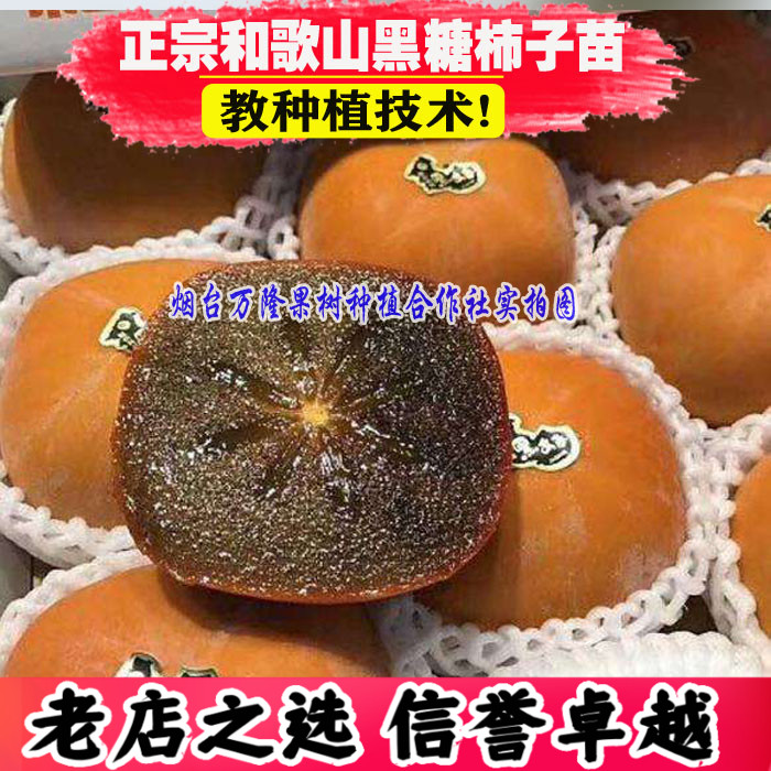新品种和歌山黑糖柿子苗脆甜