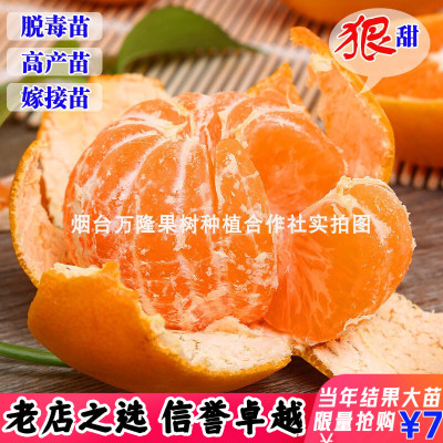 桔子苗砂糖橘南丰蜜桔南北方种植