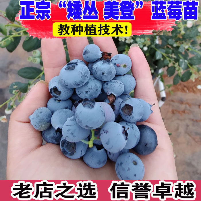 蓝莓树果苗矮丛美登蓝莓树苗耐寒抗冻蓝莓苗北方盆栽地栽带土发货