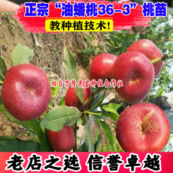 桃苗嫁接中油蟠36-3早熟油蟠桃子活苗南方北方种植盆栽地栽水果苗