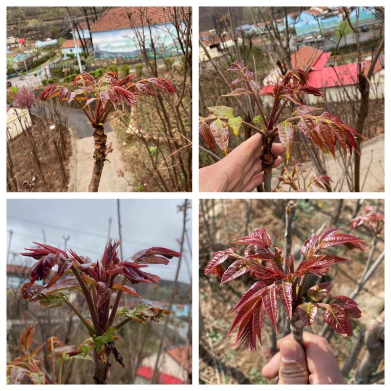 香椿树苖香椿苗红油椿树苗庭院盆栽地栽食用芽苗南方北方种植四季