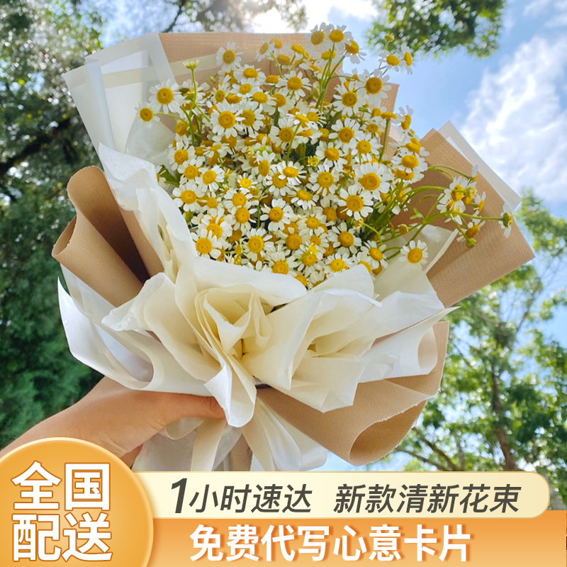 雏菊 春菊 干菊 白菊 太阳菊 延命菊 马兰头花花卉百科图片 培育种植 饲养繁殖 Sbike