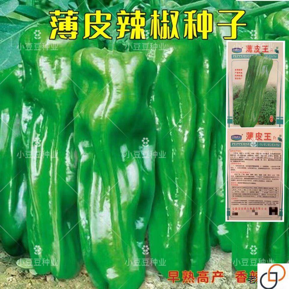 早熟薄皮青椒种子四季播蔬菜种籽孑庭院大田阳台可盆栽皱皮辣椒籽