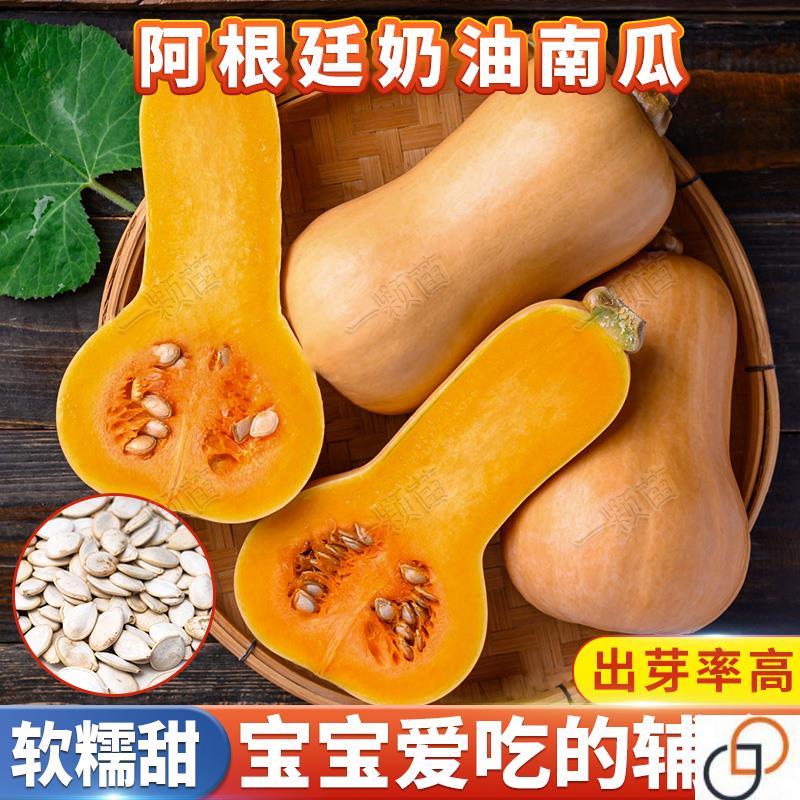 甜香糯奶油南瓜种子高产香芋蜜本家庭园艺种子
