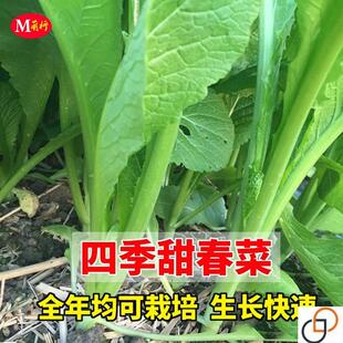 春菜种子香芥菜种籽四季庭院大面积叶菜青菜高产阳台蔬菜种子包邮