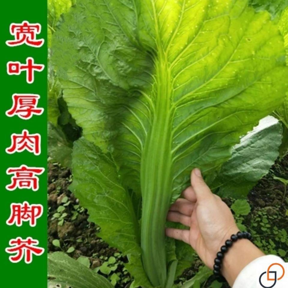 宽叶厚肉高脚芥菜种子本地土芥菜种子广东甜芥菜种子大田易种蔬菜