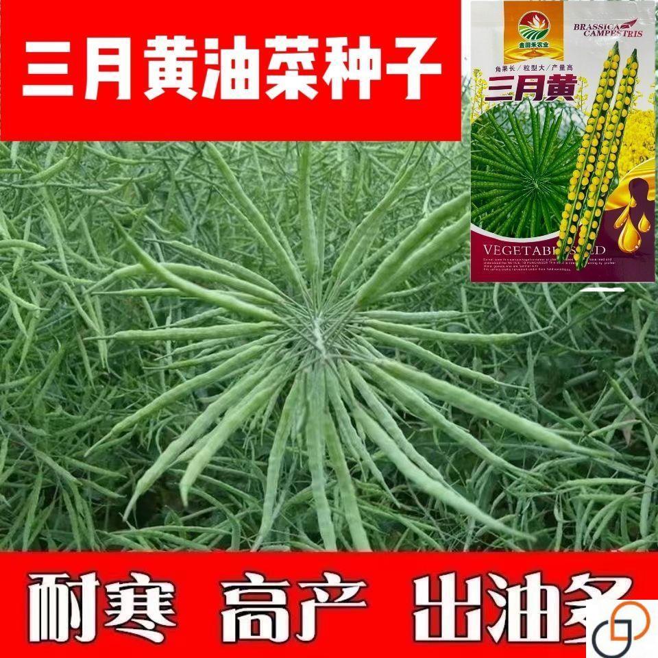 黄油菜种子黄籽油菜花种子高产黄粒油菜种子三月黄油菜籽黄籽油菜