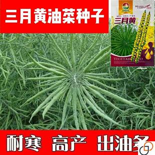 黄油菜种子黄籽油菜花种子高产黄粒油菜种子三月黄油菜籽黄籽油菜