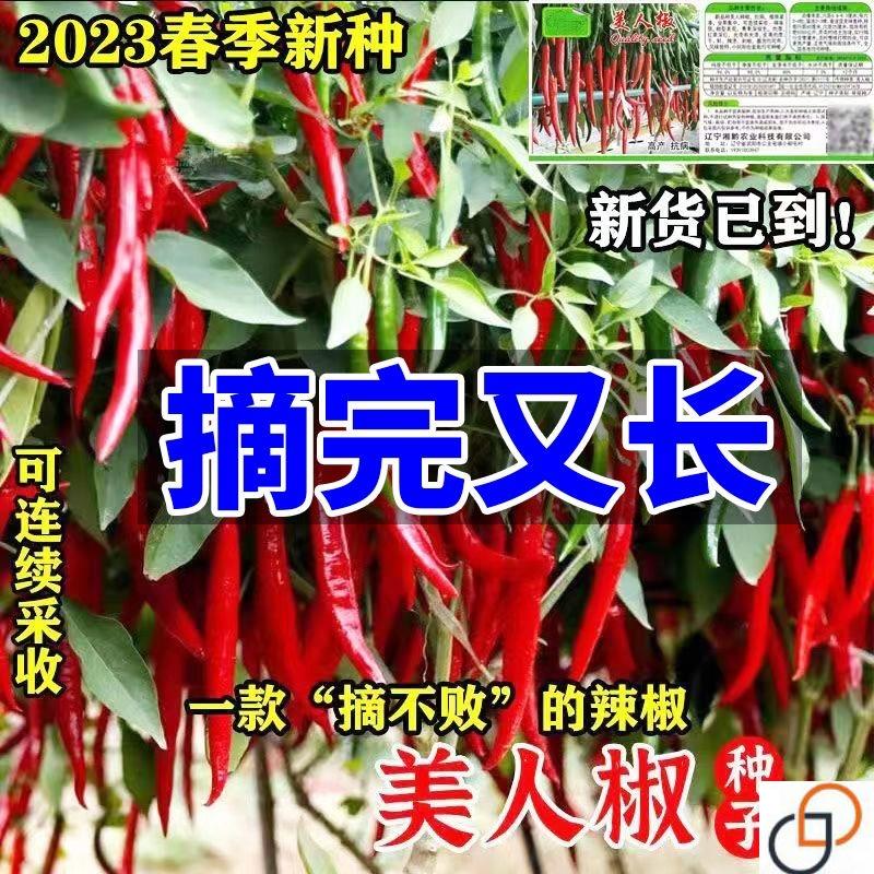 摘不败美人椒种子特色红尖椒长辣椒种子特香辣四季种盆栽蔬菜种籽