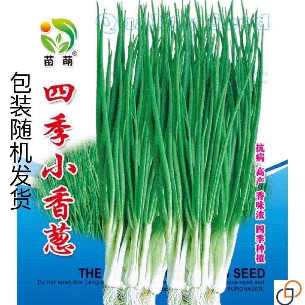 种BPY小香葱籽种子四易种小葱季种子盆阳台室内栽葱种子家庭菜子
