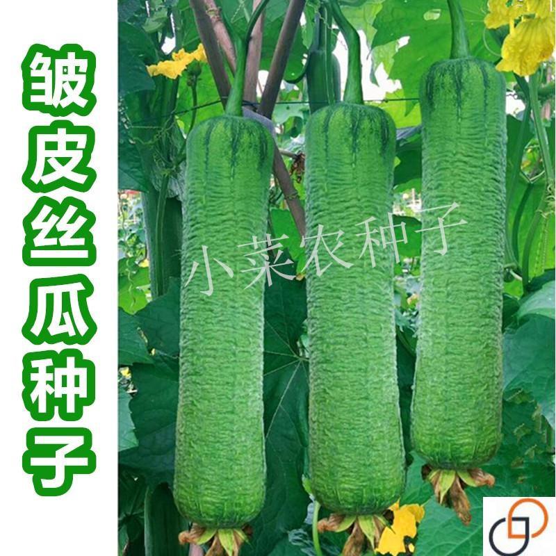 丝瓜种子 皱皮肉丝瓜种籽 早中熟香高产春季农家田园瓜果蔬菜种子