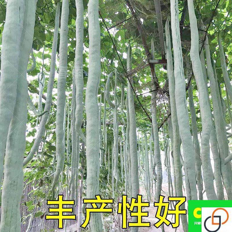 蛇瓜种籽蛇豆角种特大特长蛇豆四家庭园艺种子
