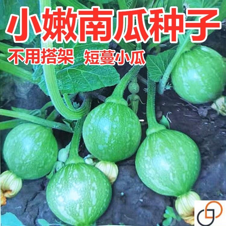 早熟嫩南瓜种子一串铃小南瓜种籽花皮青瓜四川春季农家田园蔬菜