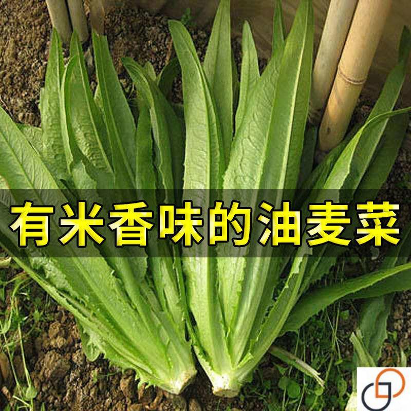 油麦菜种子四季播甜脆香油麦菜种籽耐热大叶青菜籽阳台蔬菜种孑