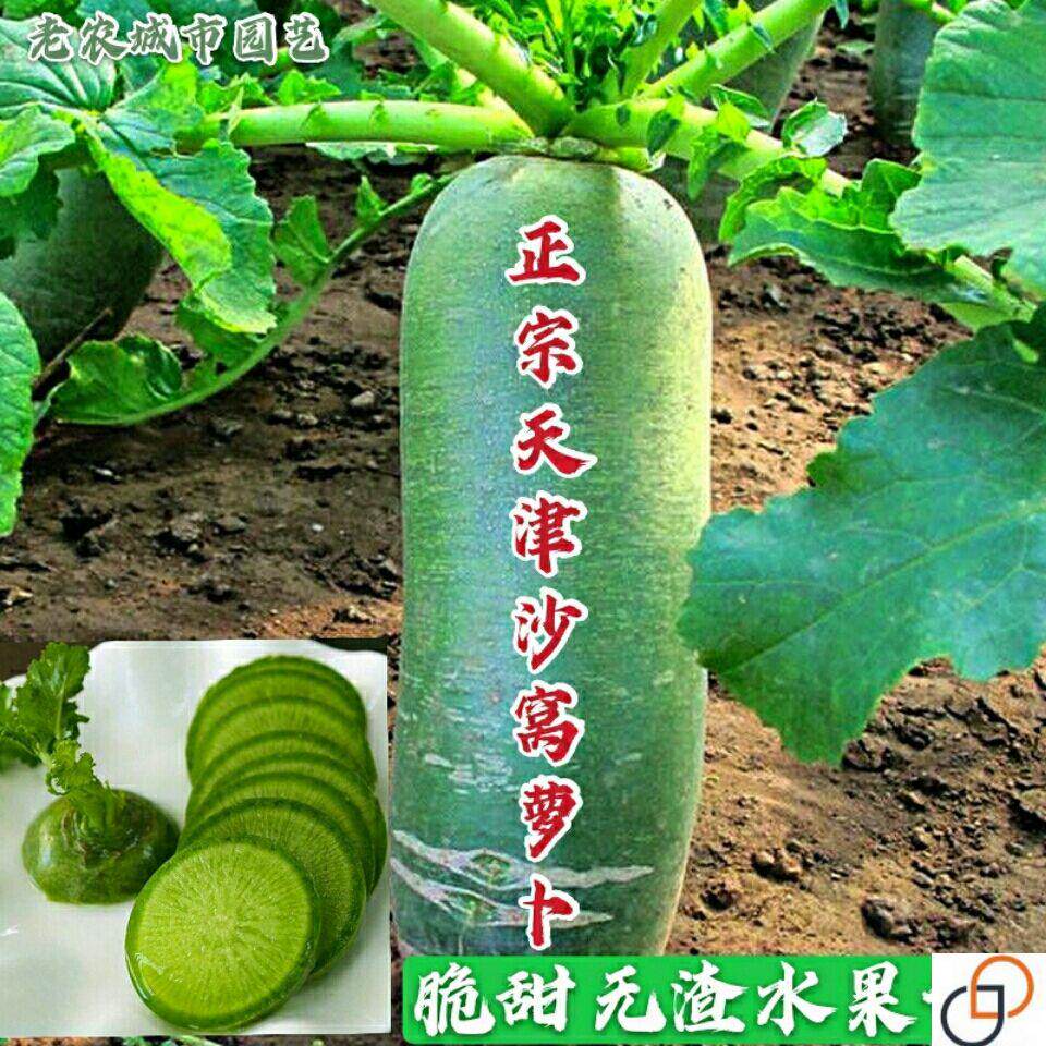 天津正宗沙窝萝卜种子里外青水果家庭园艺种子