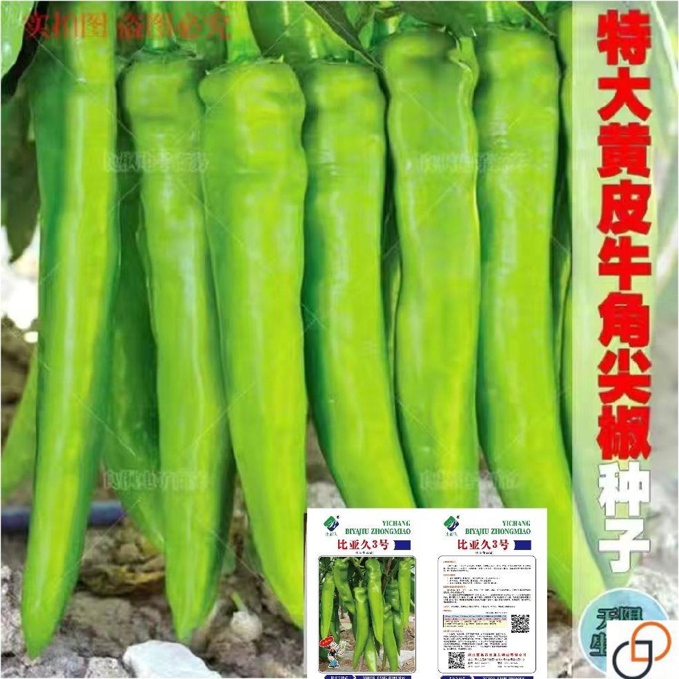 耐热耐寒特大黄皮尖椒种子 杂交辣椒种籽 仁川三号黄皮牛角椒种子