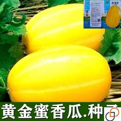 黄金蜜香瓜种子黄金宝甜瓜农家老品种香瓜籽春秋易种高产抗病种籽
