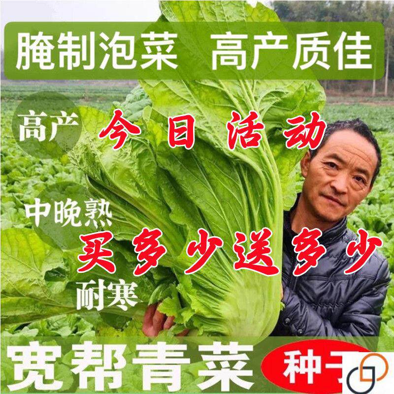 宽帮青菜种子腌渍泡菜酸菜腌菜四川芥菜中熟大叶高产秋播蔬菜种子