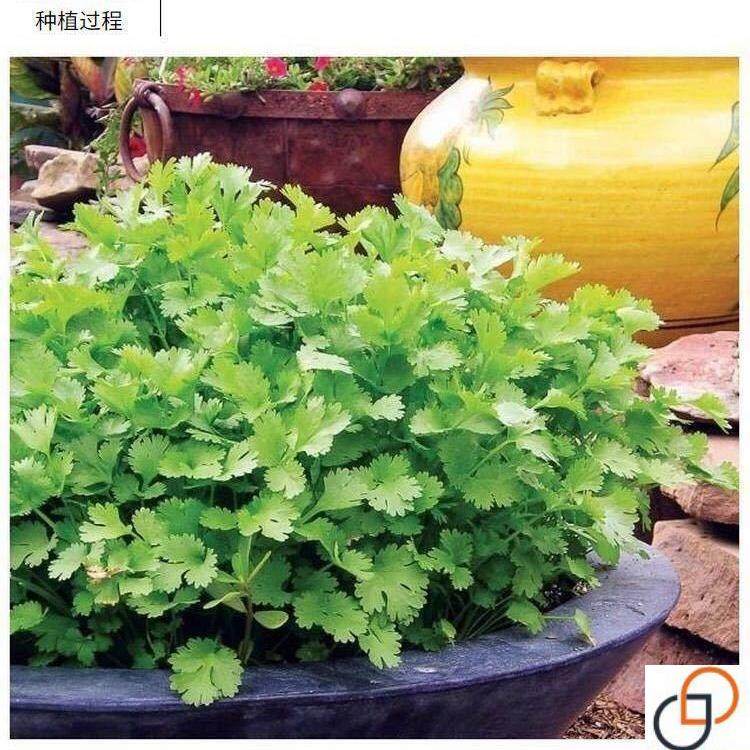 四种季香菜子大香阳菜种籽台种菜叶盆栽农家春季庭院芫荽蔬171681