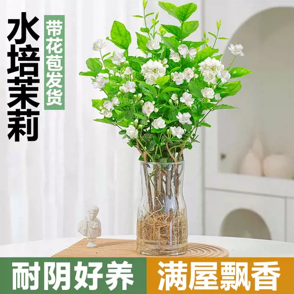 水培茉莉花盆栽植物室内好养鲜花水养办公室绿植浓香型带花苞好养