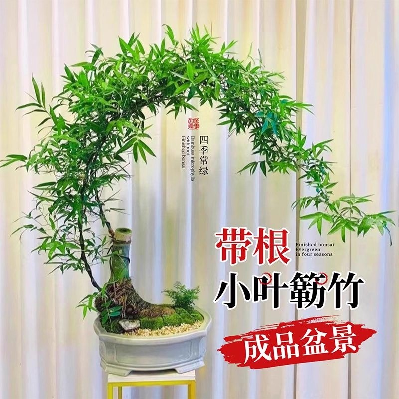 小叶簕竹根苗盆景青皮勒竹老桩室内茶室竹子四季常青生桩富贵盆栽