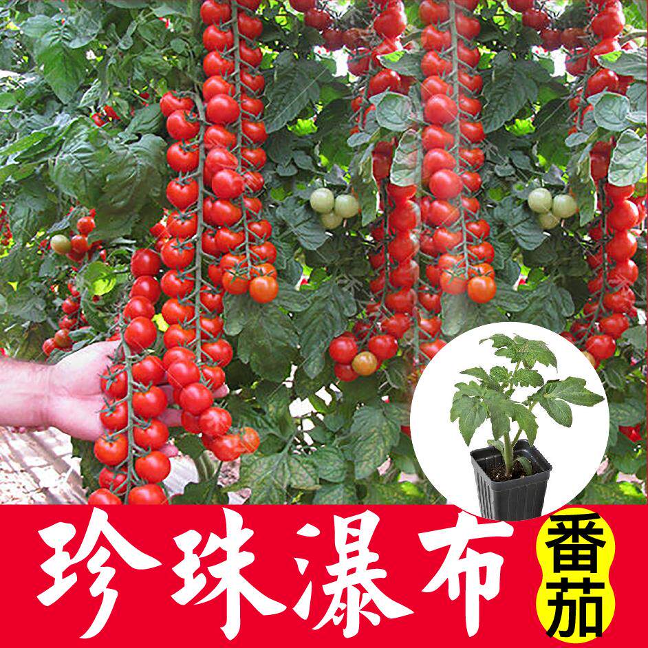 珍珠瀑布西红柿种子四季高产