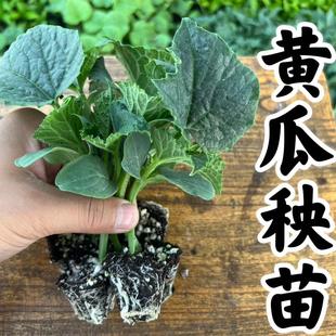 黃瓜苗水果黃瓜秧苗盆栽苗嫁接黃瓜秧苗四季 陽(yáng)臺(tái)黃瓜秧苗蔬菜種苗