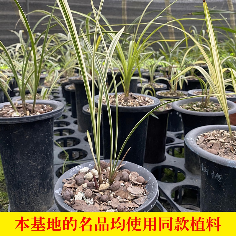 兰花植料专用营养土兰草苗专业配方肥料家用花土盆栽种植土壤2.5L|ruв категории доставка цветов/цветок моделирования/растения садоводства, садовых принадлежностей, домашнее садоводство удобрений/питательной почвы/питательный раствор - от Buy2taobao.com для оказания профессиональной услуги покупки агента Taobao