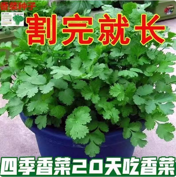 香菜种子香菜籽菜种子四季易种阳台室内盆栽大叶香菜种籽蔬菜种子