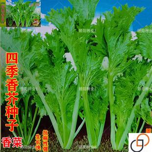 四季香芥菜一年四季香菜四川重庆特色春秋冬初播蔬菜