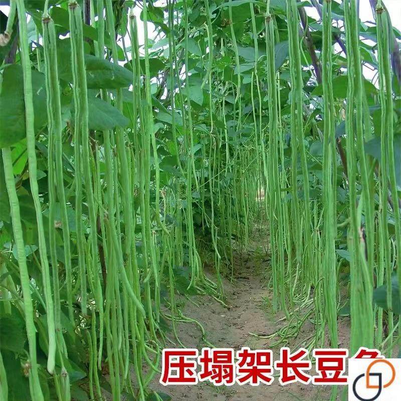 摘不败豆角种子特长豇豆压塌架小五叶春夏秋四季阳台蔬菜种籽孑苗