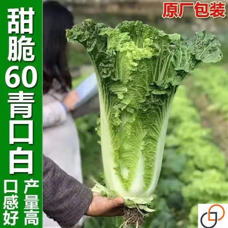 天津大青麻叶直筒形白菜种子秋季绿大青麻叶大白菜四季播蔬菜种籽