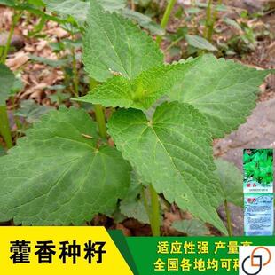 种子霍香正气香草种子 五香十香大茴鱼香草 阳台盆栽蔬菜种子