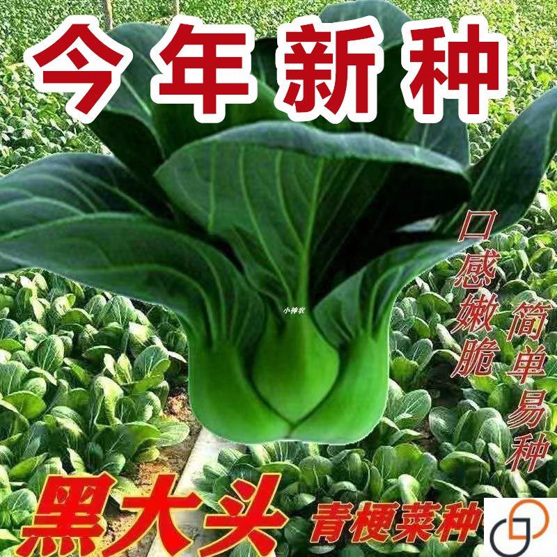 【今年新种】黑大头苏州青菜种子耐高温黑菜籽四季油菜小白菜蔬菜