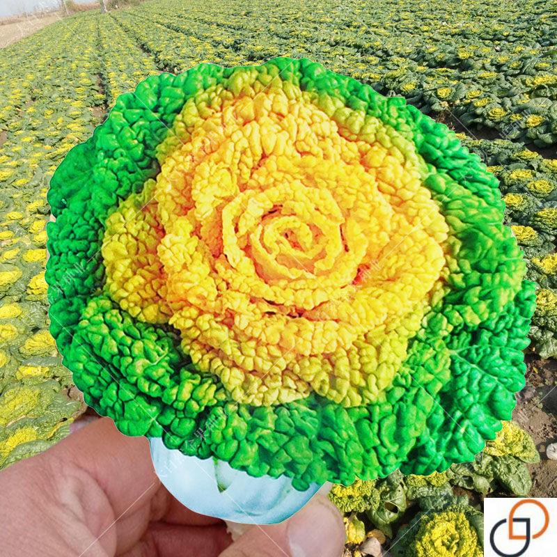 黄心乌塌菜种子菊花芯春秋冬季耐寒黄心白菜种籽阳台盆栽蔬菜种孑