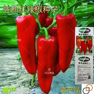 老品种辣椒早熟高产益都红辣椒种子皮薄籽少肉多盆栽庭院蔬菜种籽