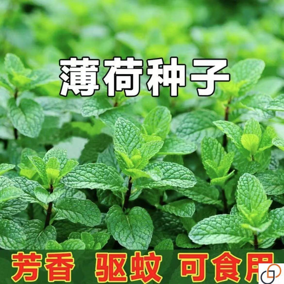 食用薄荷种子柠檬薄荷种子驱蚊花草植物种子四季阳台盆栽薄荷种籽