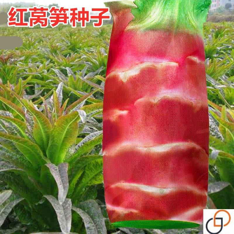 红莴笋种子耐寒圆叶红莴笋莴苣种籽春秋季菜籽四季播蔬菜种孑