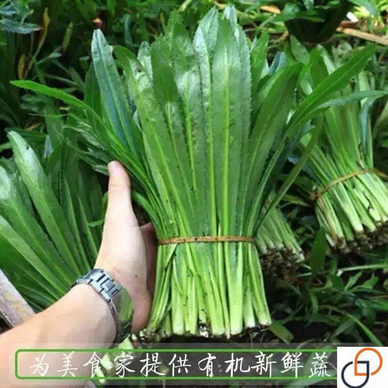 大芫荽种子缅甸香菜芫荽刺芹籽山野大香菜野菜种籽云南刺芫荽种孑