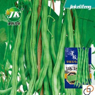 无丝豆角种子无筋泰国架豆种籽鲜嫩无纤维四季豆春秋播芸豆籽种孑