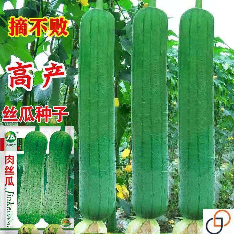 肉丝瓜种子高产早熟瓜种子四季香丝瓜当季阳台易活清香瓜果蔬菜籽