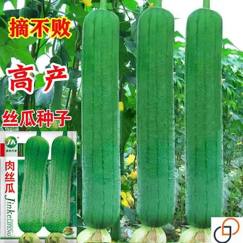 肉丝瓜种子高产早熟瓜种子四季香丝瓜当季阳台易活清香瓜果蔬菜籽