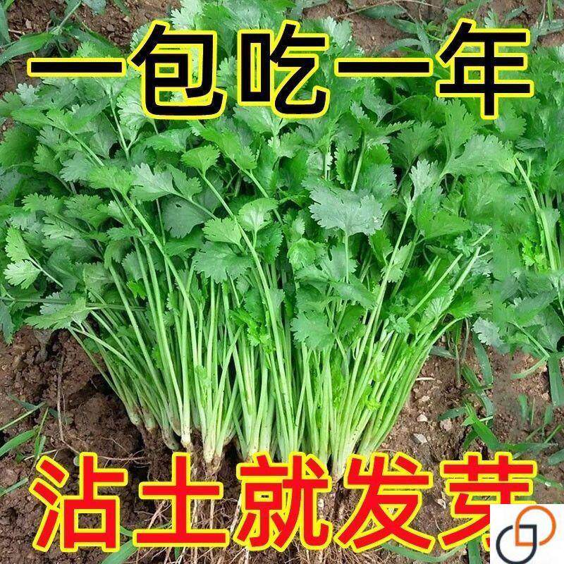 四季小香菜种子阳台室内花卉盆栽庭院蔬菜种子四季种植香菜籽种子