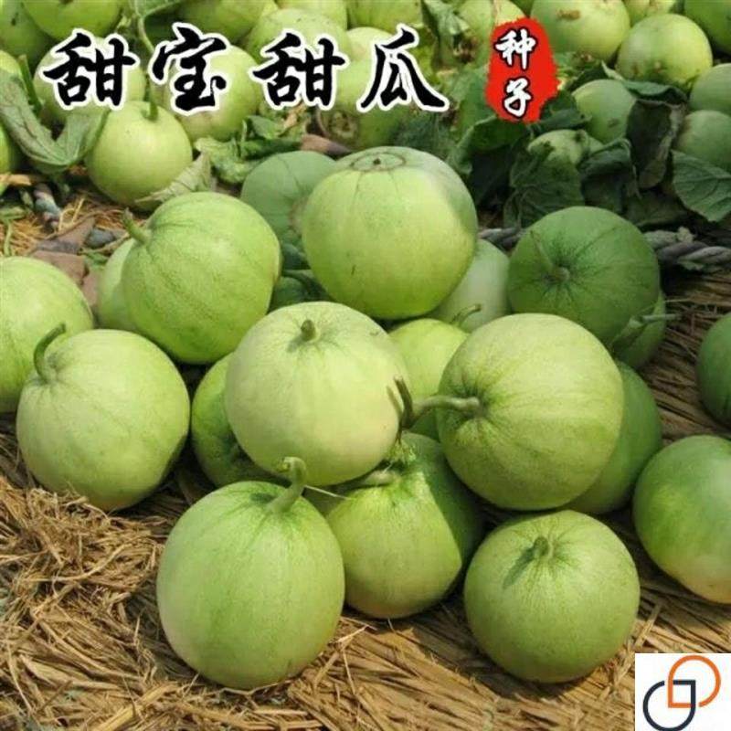 日本甜宝甜瓜种子薄皮香瓜种籽阳台庭院盆栽春秋四季瓜果蔬菜种籽