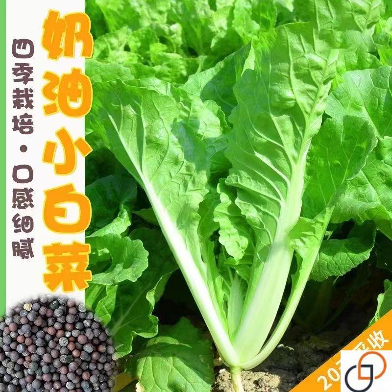四季奶油小白菜种子速生快菜种子春夏季阳台庭院盆栽蔬菜种子
