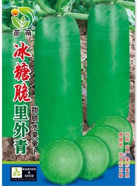 冰脆沙窝四水果萝卜子可生吃PZW脆甜绿萝卜糖种子种季易播种蔬菜