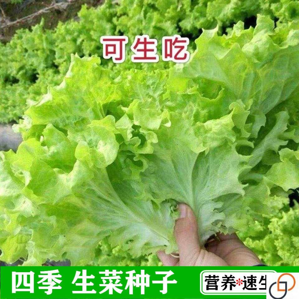 四季奶油生菜种子播种阳台种植的菜种籽营养蔬菜苗小盆栽菜籽