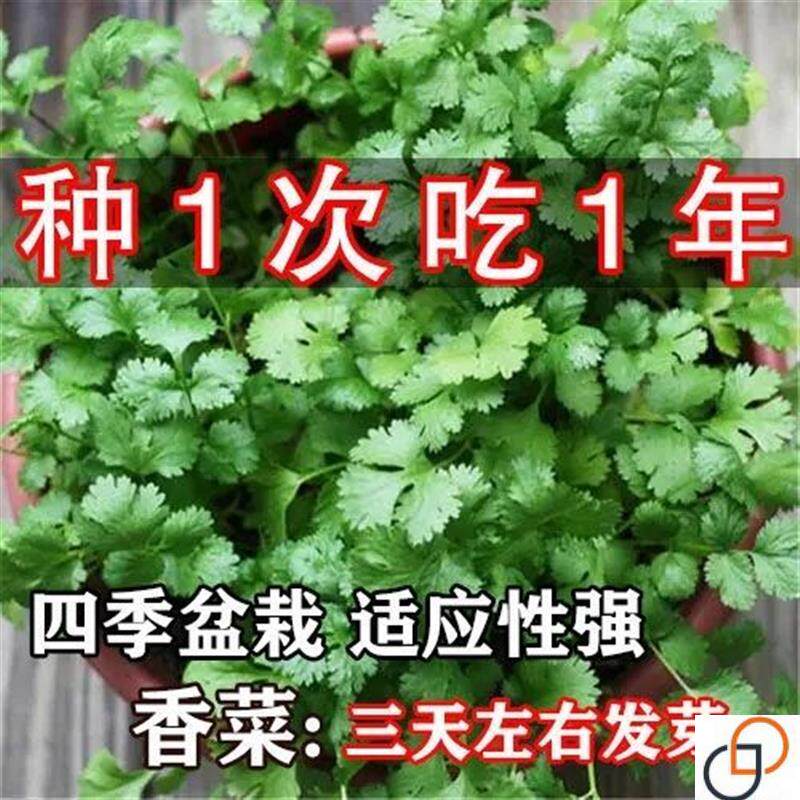 四季小香菜阳台室内花卉盆栽庭院蔬菜芫荽四季可播种种籽
