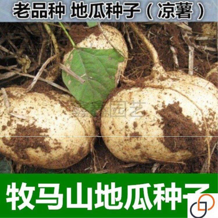 牧马山地瓜凉茹种子早熟地瓜品种 水果地瓜 沙葛凉薯土瓜种籽