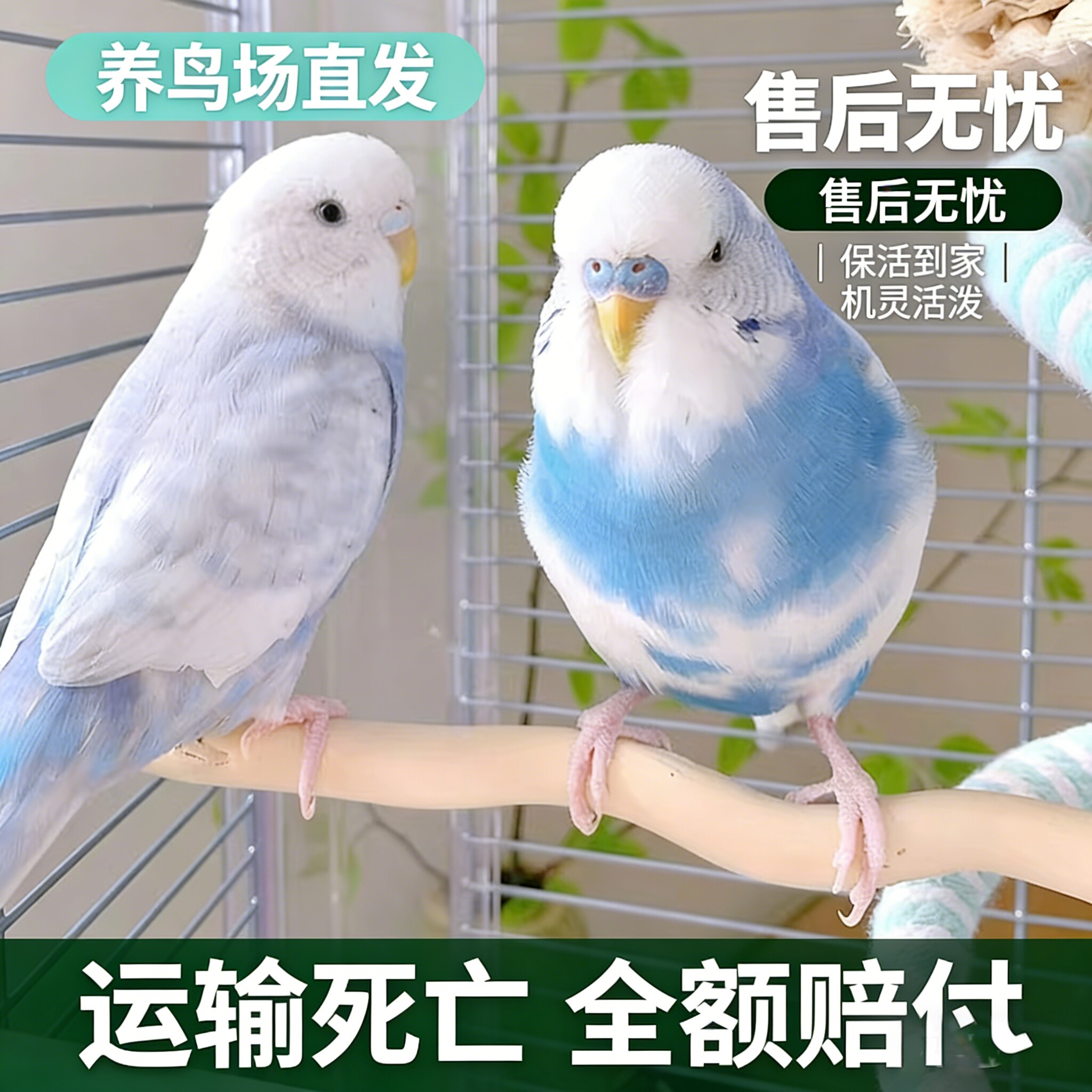 虎皮鹦鹉活鸟会说话手养鸟类活物适合懒人学生儿童小孩子养的宠物